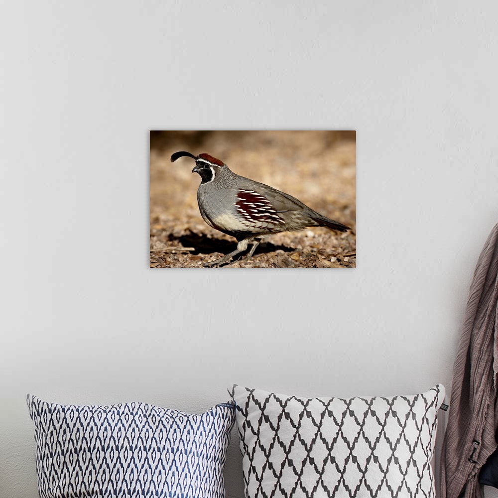 A bohemian room featuring Male Gambel's Quail scratching for food, Henderson, Nevada