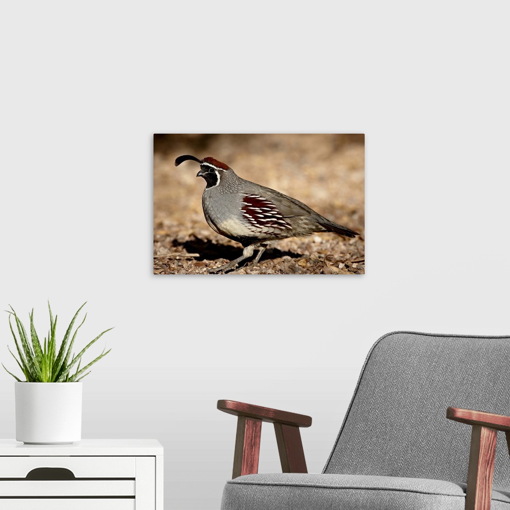 A modern room featuring Male Gambel's Quail scratching for food, Henderson, Nevada