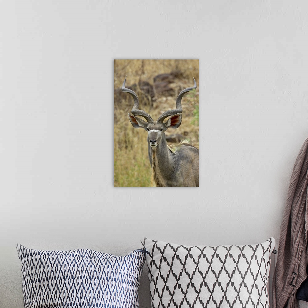 A bohemian room featuring Male greater kudu, Kruger National Park, Africa