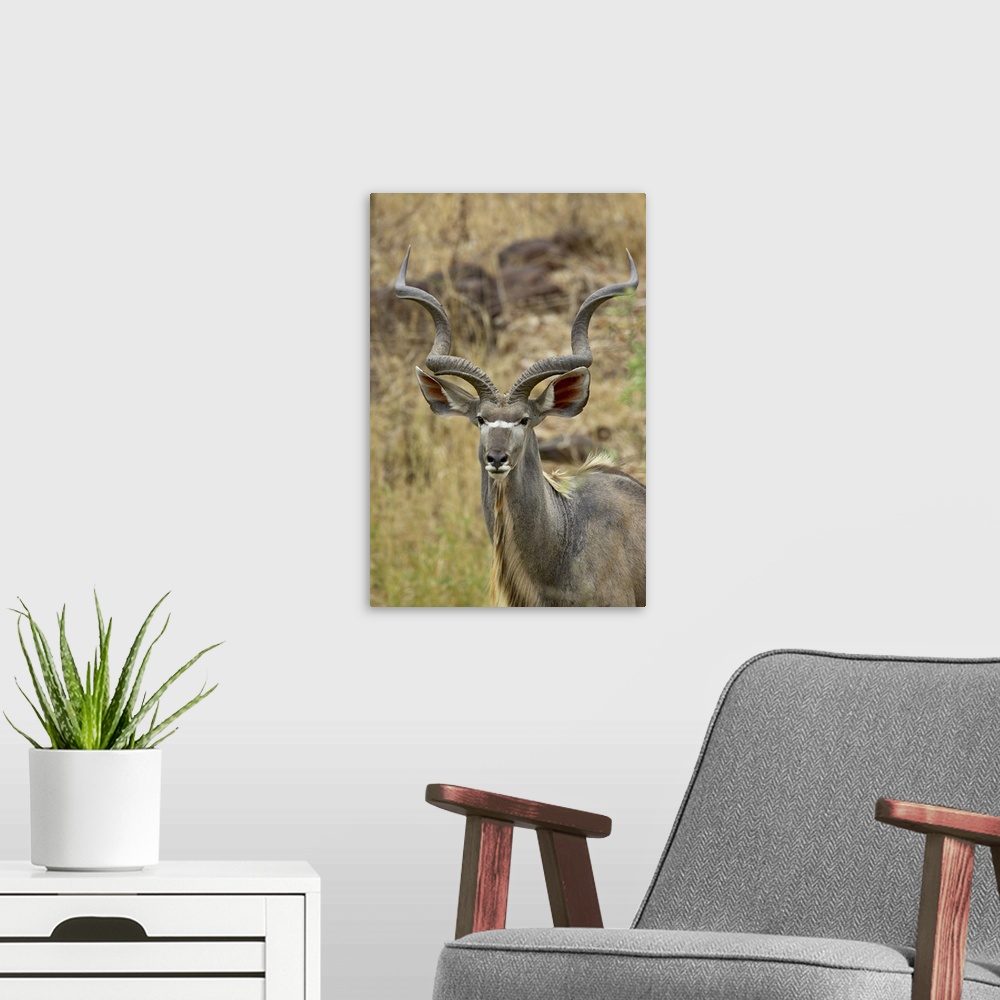 A modern room featuring Male greater kudu, Kruger National Park, Africa