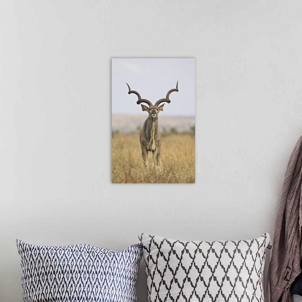 A bohemian room featuring Male greater kudu, Kruger National Park, South Africa