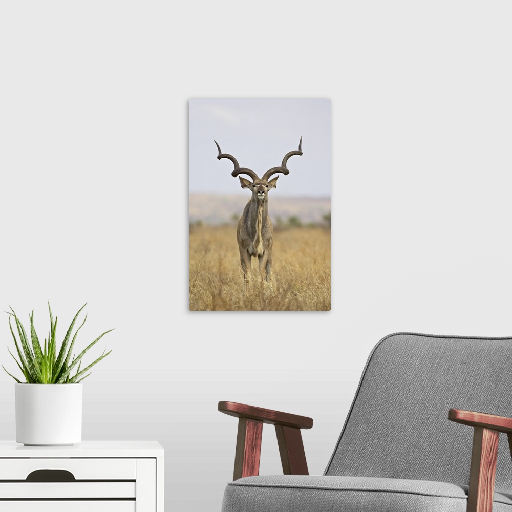 A modern room featuring Male greater kudu, Kruger National Park, South Africa