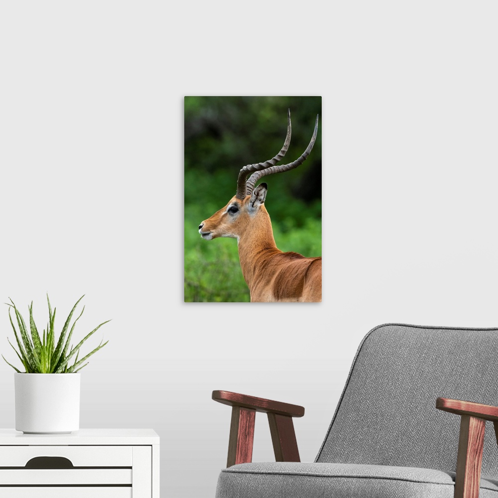 A modern room featuring Male impala (Aepyceros melampus), Ndutu, Ngorongoro Conservation Area, Serengeti, Tanzania, East ...