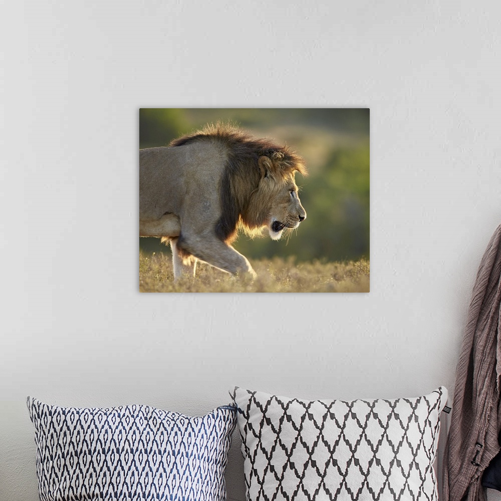 A bohemian room featuring Male lion (Panthera leo), backlit, Addo Elephant National Park, South Africa, Africa