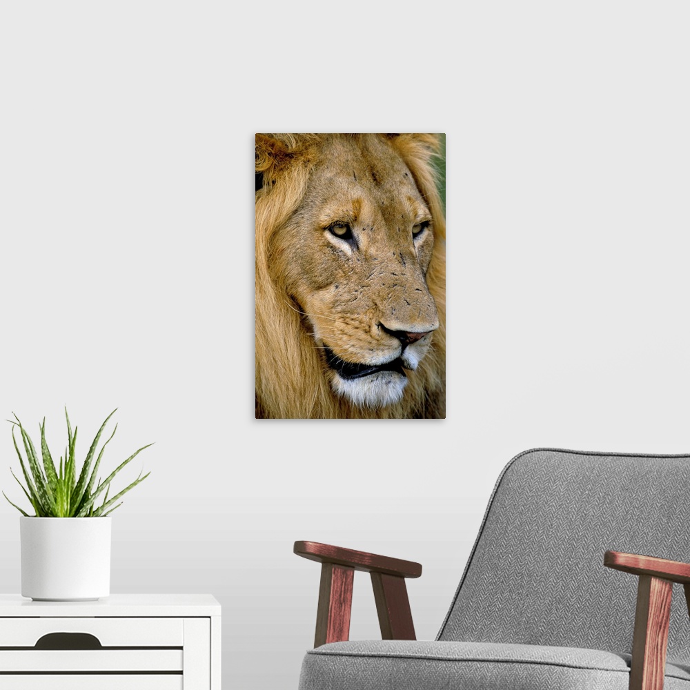 A modern room featuring Male lion (Panthero leo), Kruger National Park, South Africa, Africa