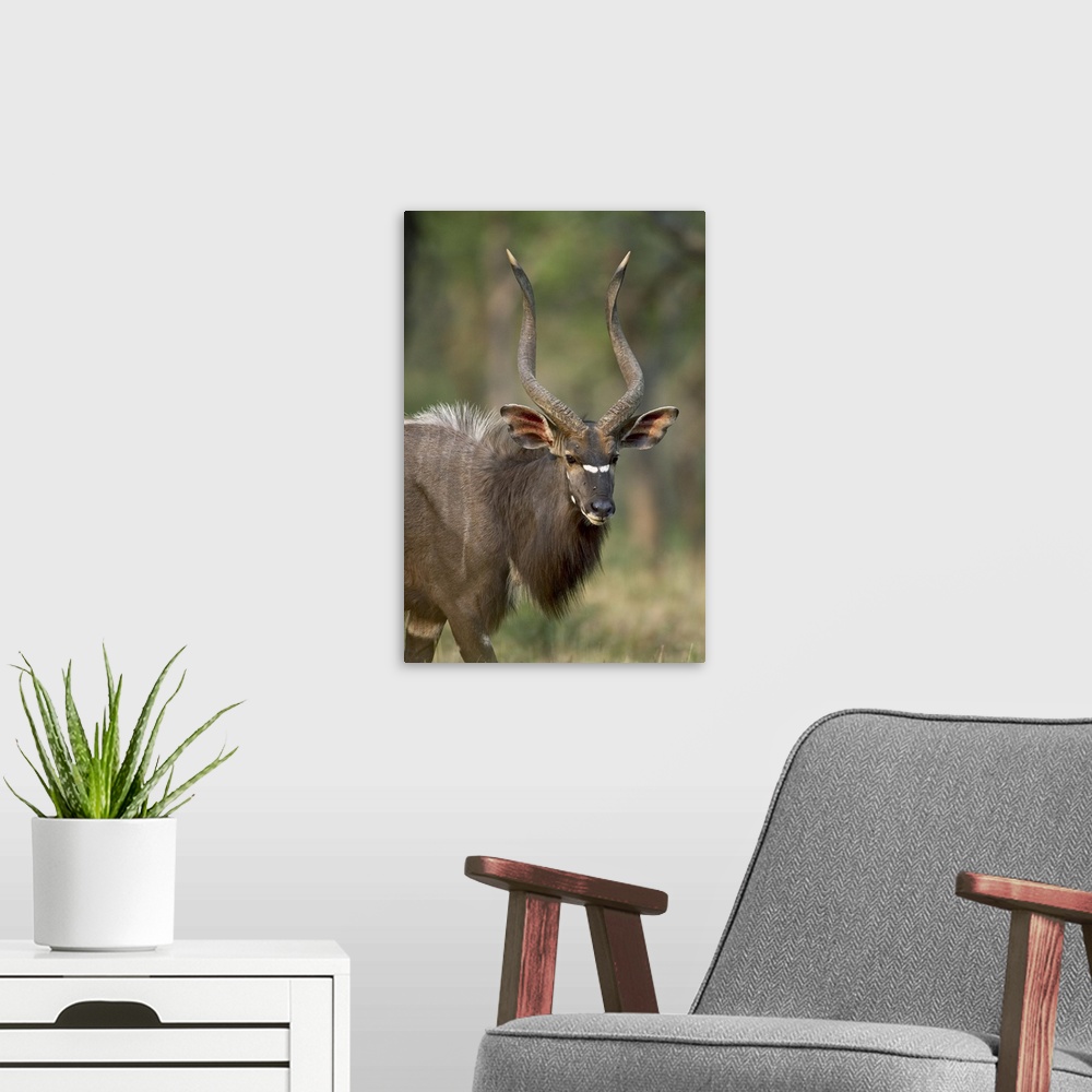 A modern room featuring Male nyala, Imfolozi Game Reserve, South Africa