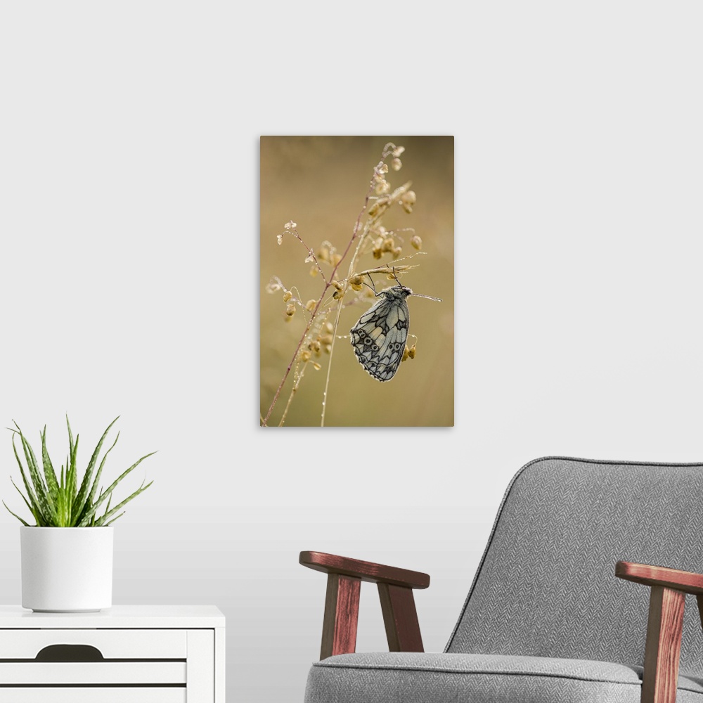 A modern room featuring Marbled White (Melanargia galathea) butterfly, adult roosting on grass, in meadow habitat, Kent, ...