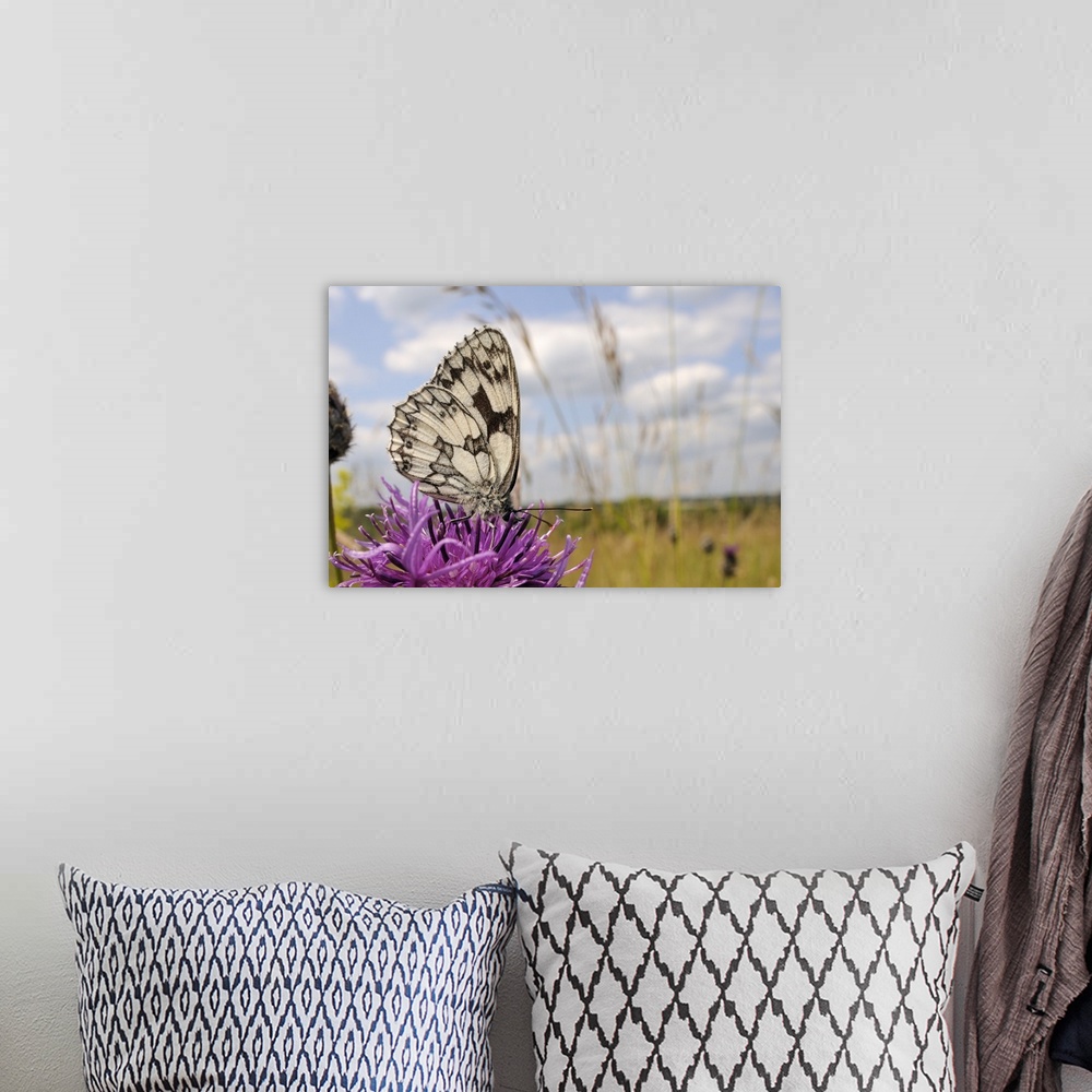 A bohemian room featuring Marbled white butterfly, feeding on Greater knapweed flower, Wiltshire, England