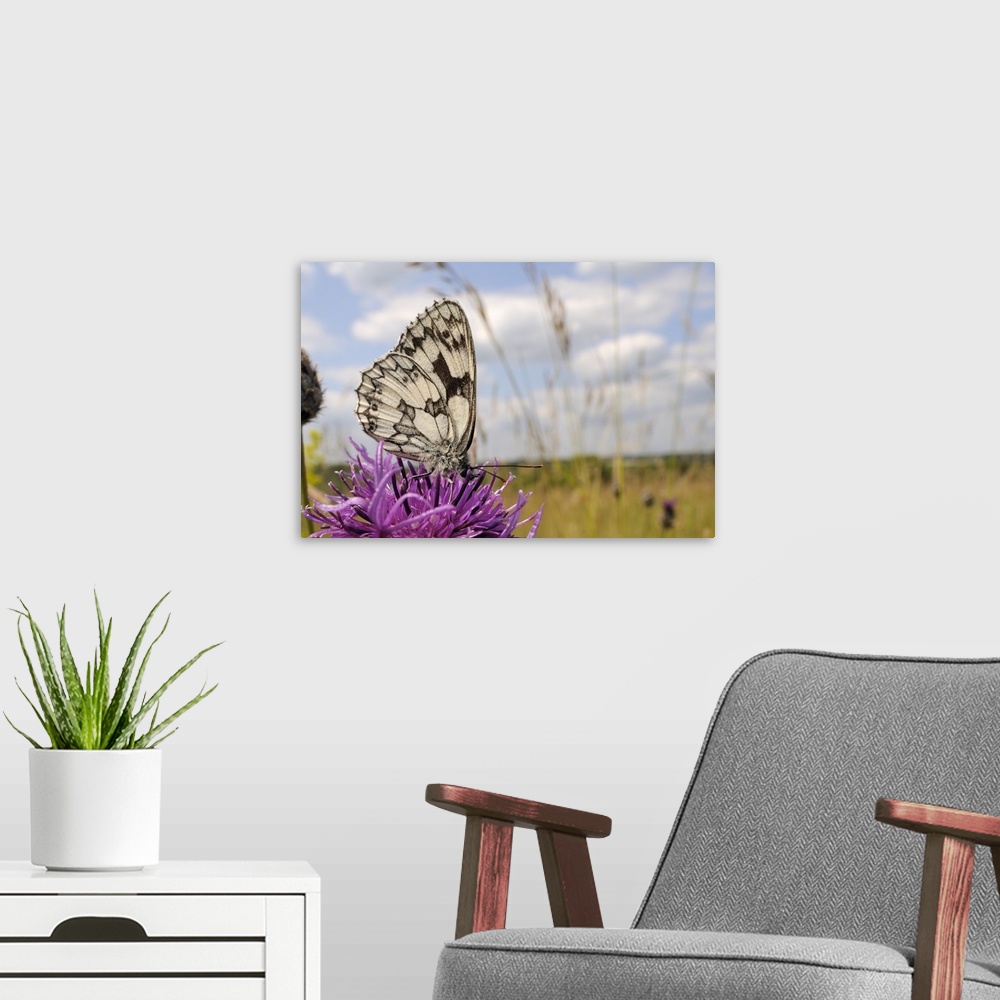 A modern room featuring Marbled white butterfly, feeding on Greater knapweed flower, Wiltshire, England