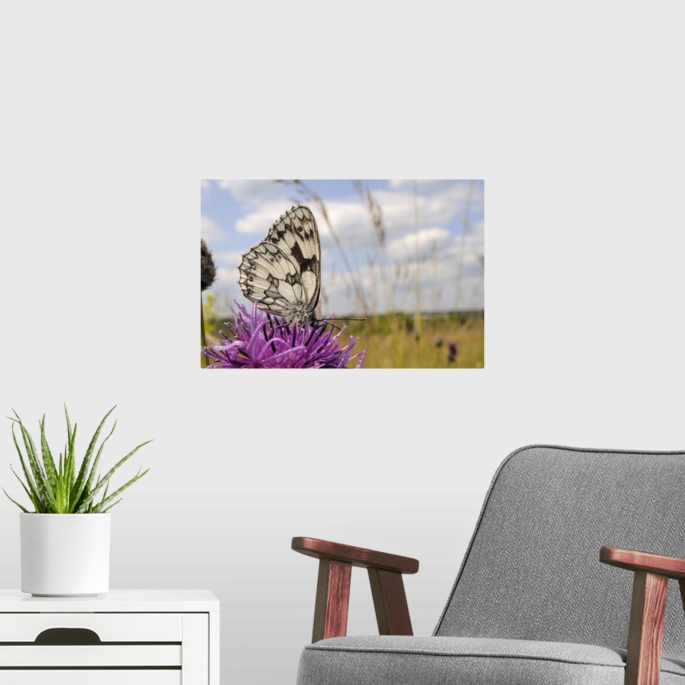 A modern room featuring Marbled white butterfly, feeding on Greater knapweed flower, Wiltshire, England