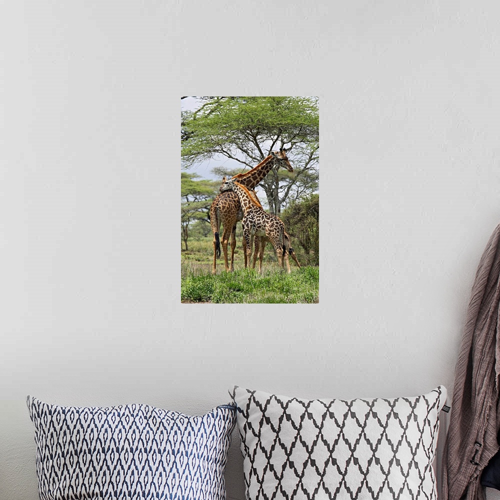 A bohemian room featuring Masai Giraffe mother and young, Serengeti National Park, Tanzania, Africa