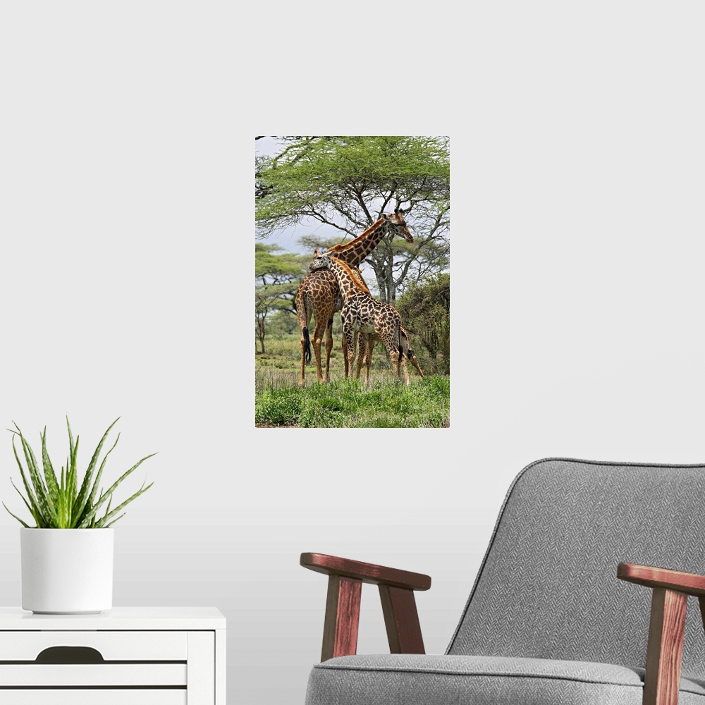 A modern room featuring Masai Giraffe mother and young, Serengeti National Park, Tanzania, Africa