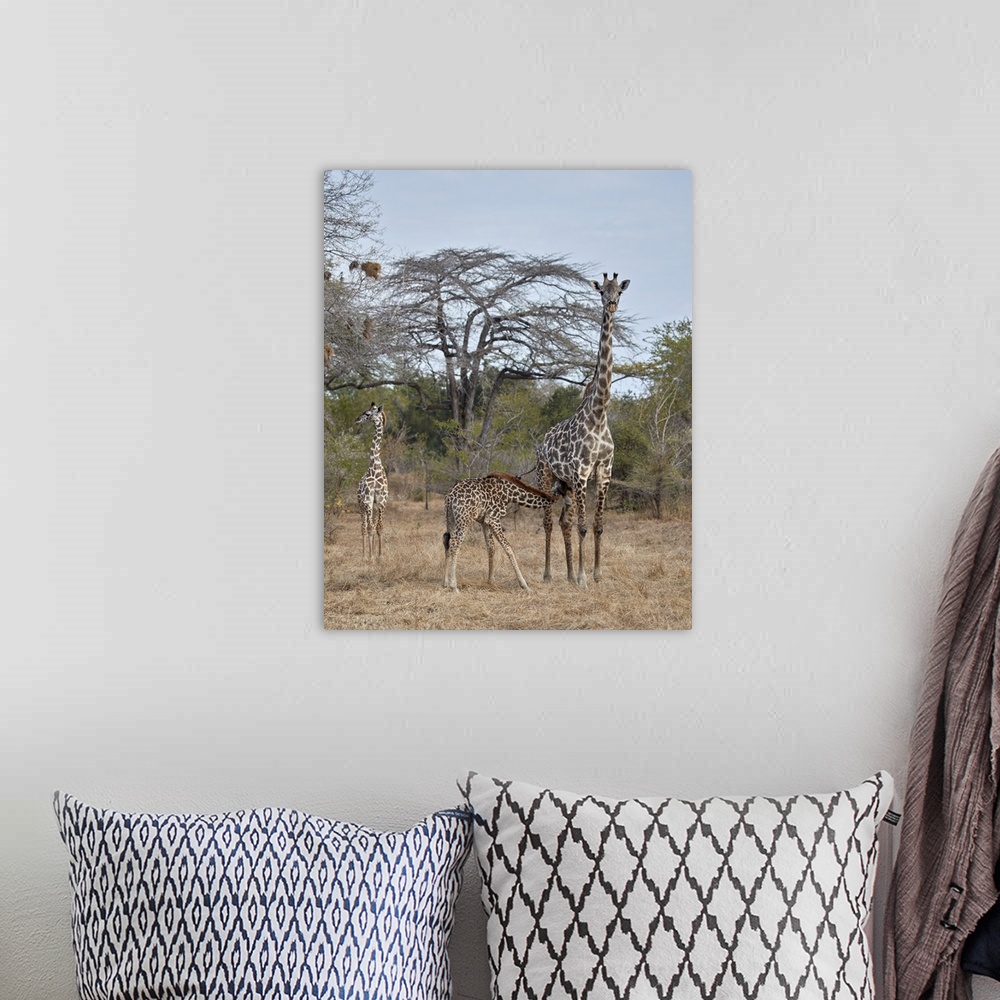 A bohemian room featuring Masai giraffe nursing, Selous Game Reserve, Tanzania