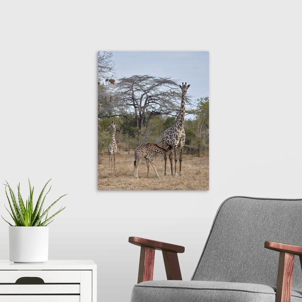 A modern room featuring Masai giraffe nursing, Selous Game Reserve, Tanzania