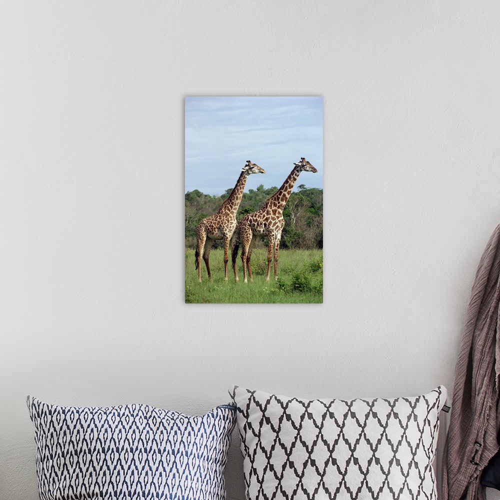 A bohemian room featuring Masai giraffes, Shimba, Kenya