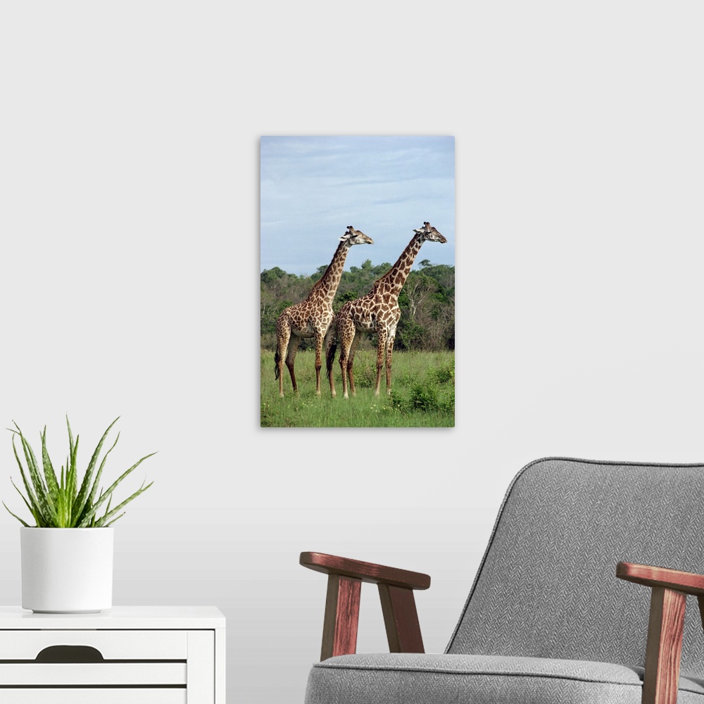 A modern room featuring Masai giraffes, Shimba, Kenya