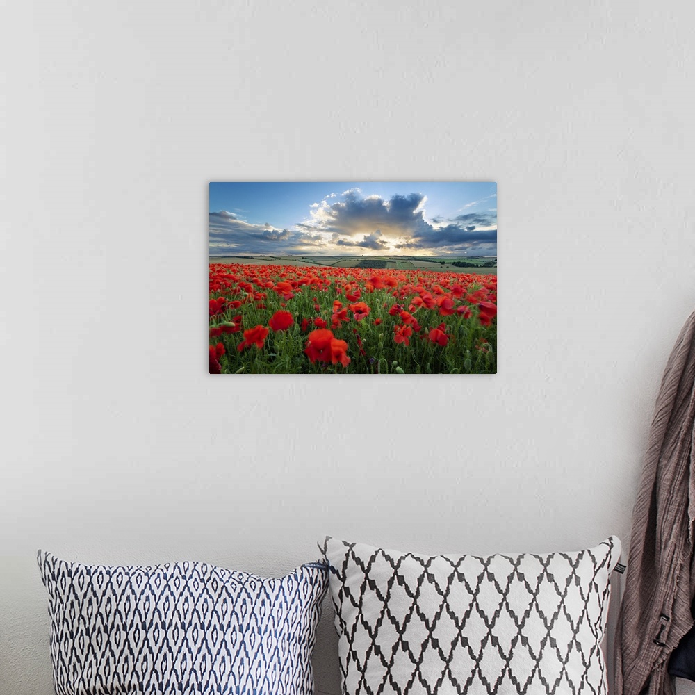 A bohemian room featuring Mass of red poppies growing in field in Lambourn Valley at sunset, East Garston, West Berkshire, ...