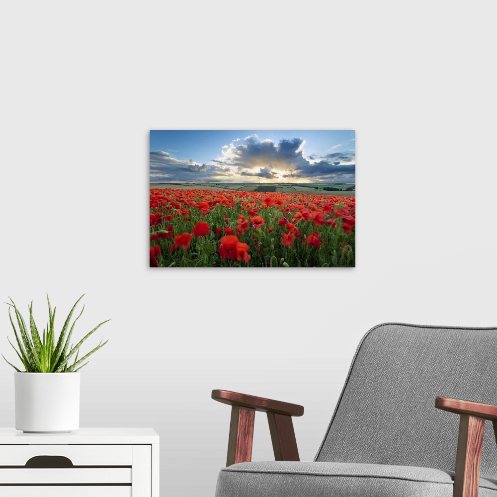 A modern room featuring Mass of red poppies growing in field in Lambourn Valley at sunset, East Garston, West Berkshire, ...
