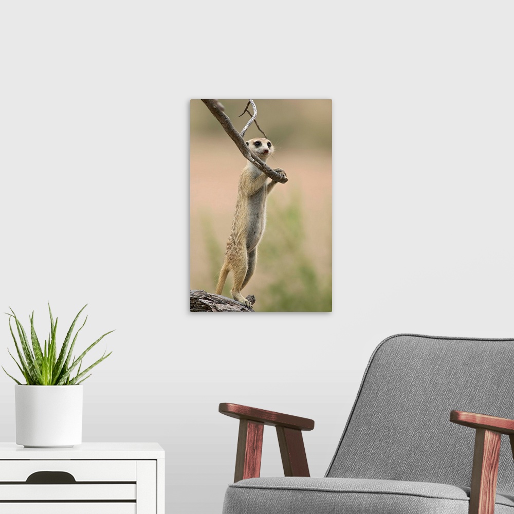 A modern room featuring Meerkat or suricate standing guard duty, Northern Cape, Africa