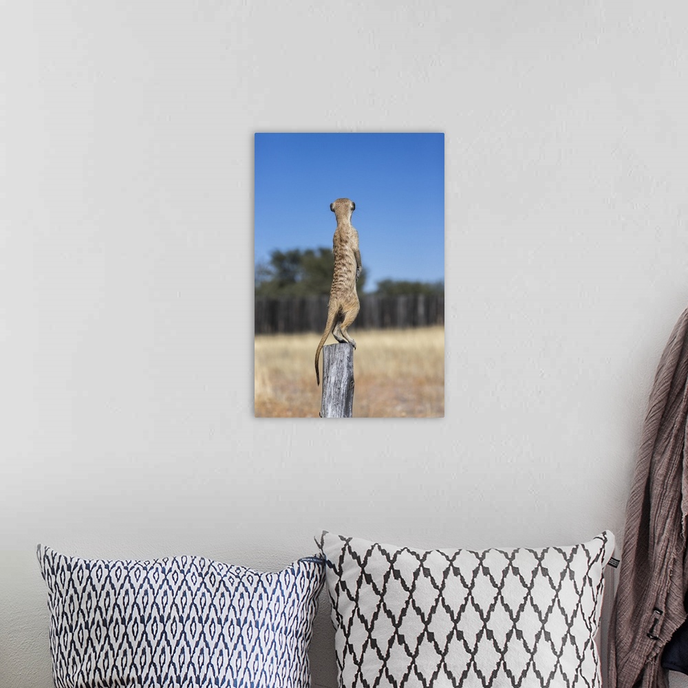 A bohemian room featuring Meerkat (Suricata suricatta) sentry, Kgalagadi Transfrontier Park, Northern Cape, South Africa, A...