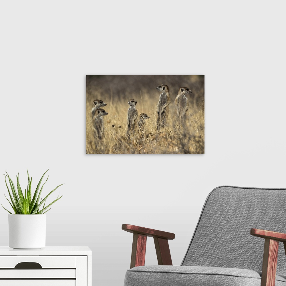 A modern room featuring Meerkats (Suricata suricatta), Kgalagadi Transfrontier Park, South Africa, Africa