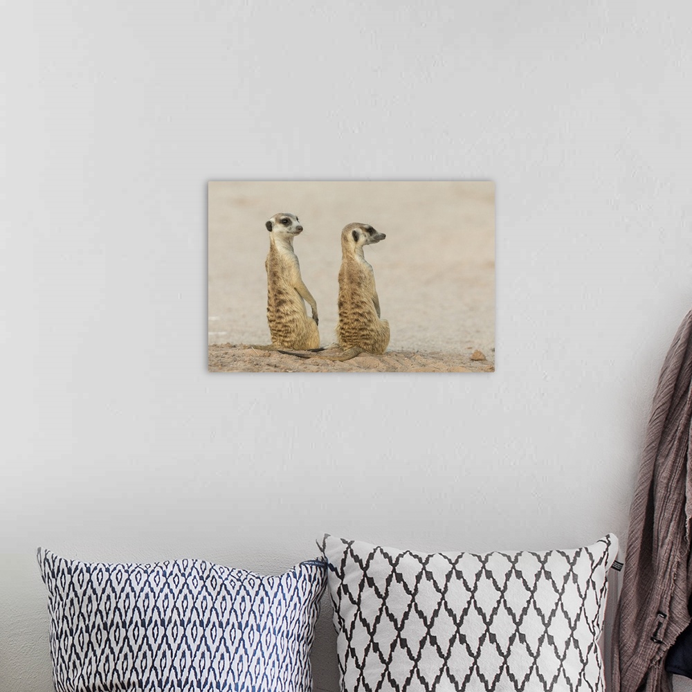 A bohemian room featuring Meerkats (Suricata suricatta), Kgalagadi Transfrontier Park, South Africa, Africa