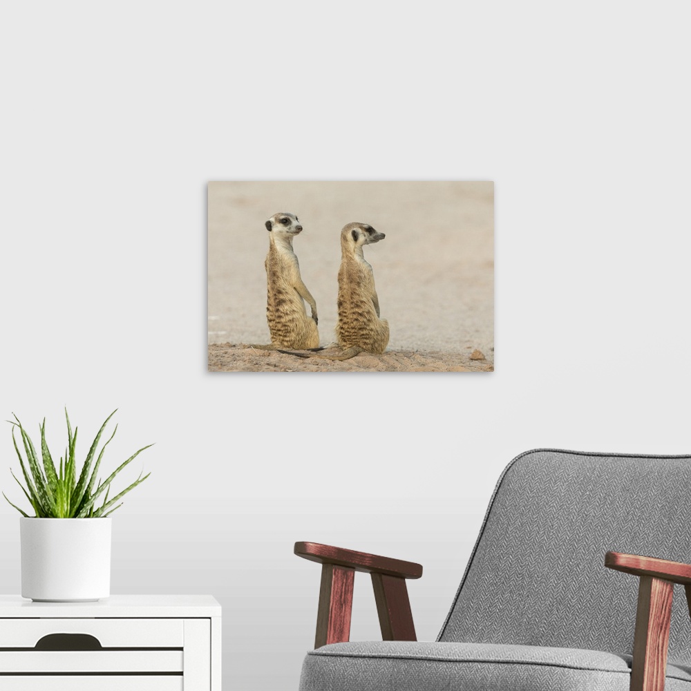 A modern room featuring Meerkats (Suricata suricatta), Kgalagadi Transfrontier Park, South Africa, Africa