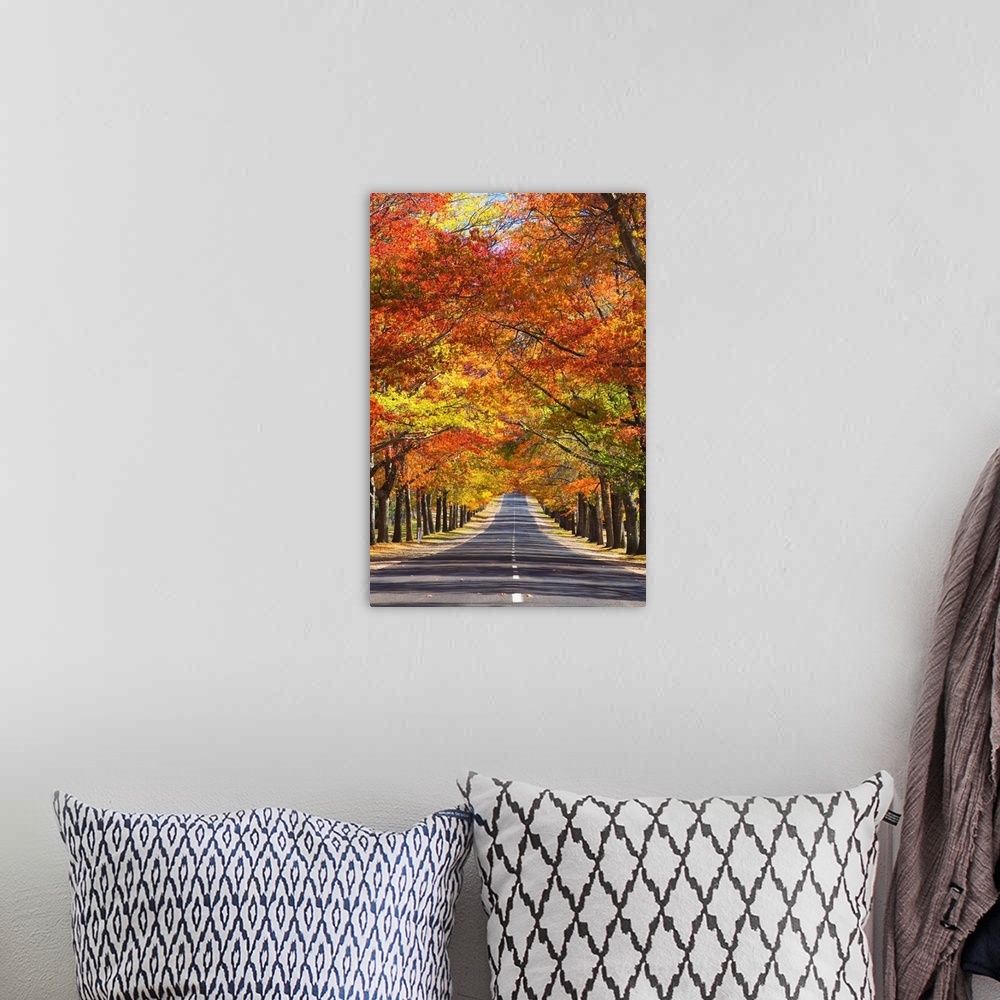 A bohemian room featuring Memorial Avenue in autumn, Mount Macedon, Victoria, Australia, Pacific