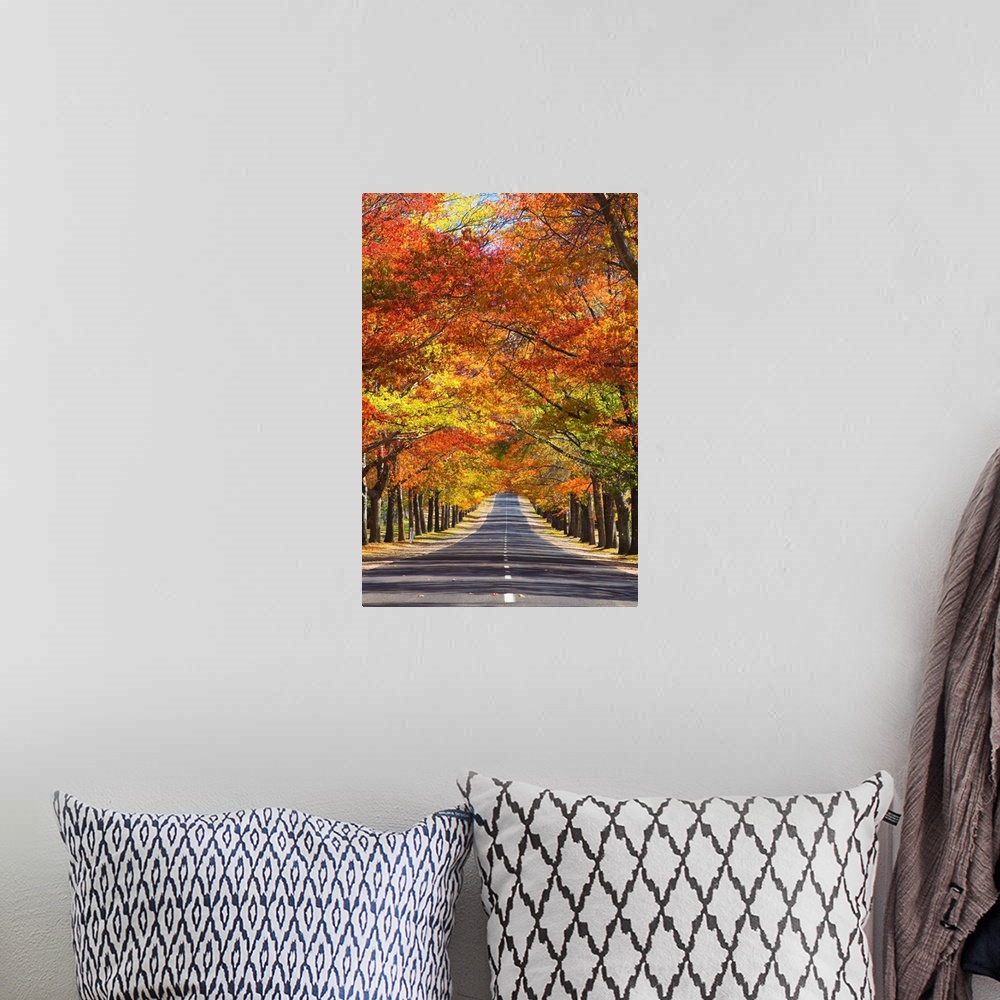 A bohemian room featuring Memorial Avenue in autumn, Mount Macedon, Victoria, Australia, Pacific