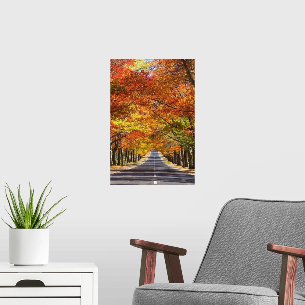 A modern room featuring Memorial Avenue in autumn, Mount Macedon, Victoria, Australia, Pacific