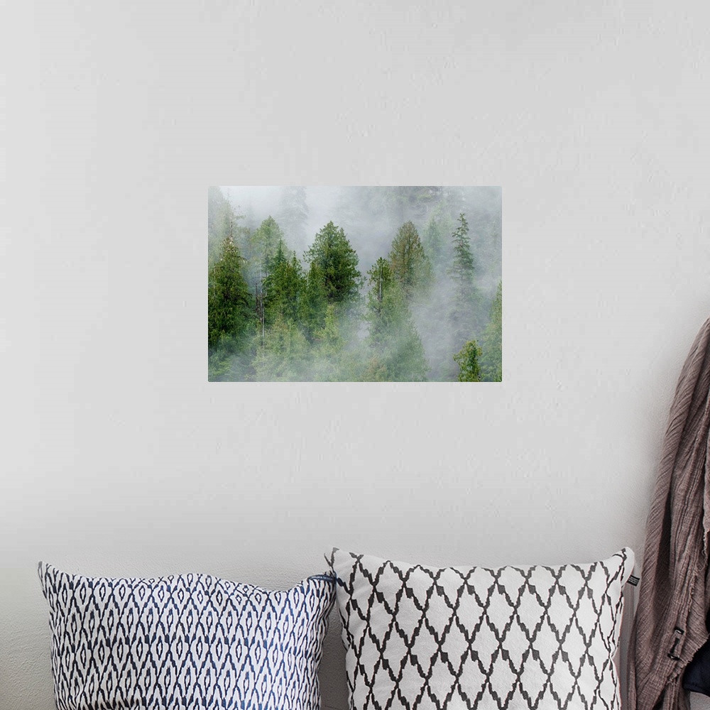 A bohemian room featuring Mist covered pine trees in Great Bear Rainforest, British Columbia, Canada
