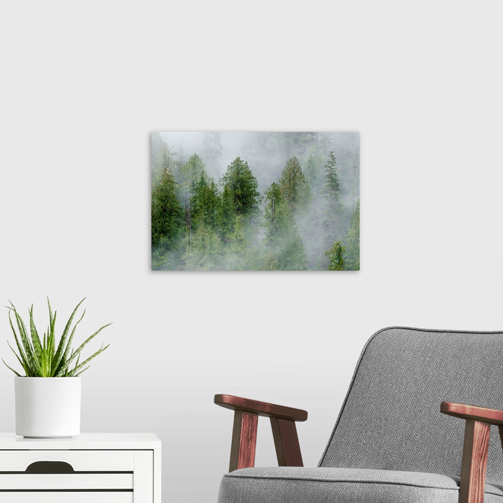 A modern room featuring Mist covered pine trees in Great Bear Rainforest, British Columbia, Canada
