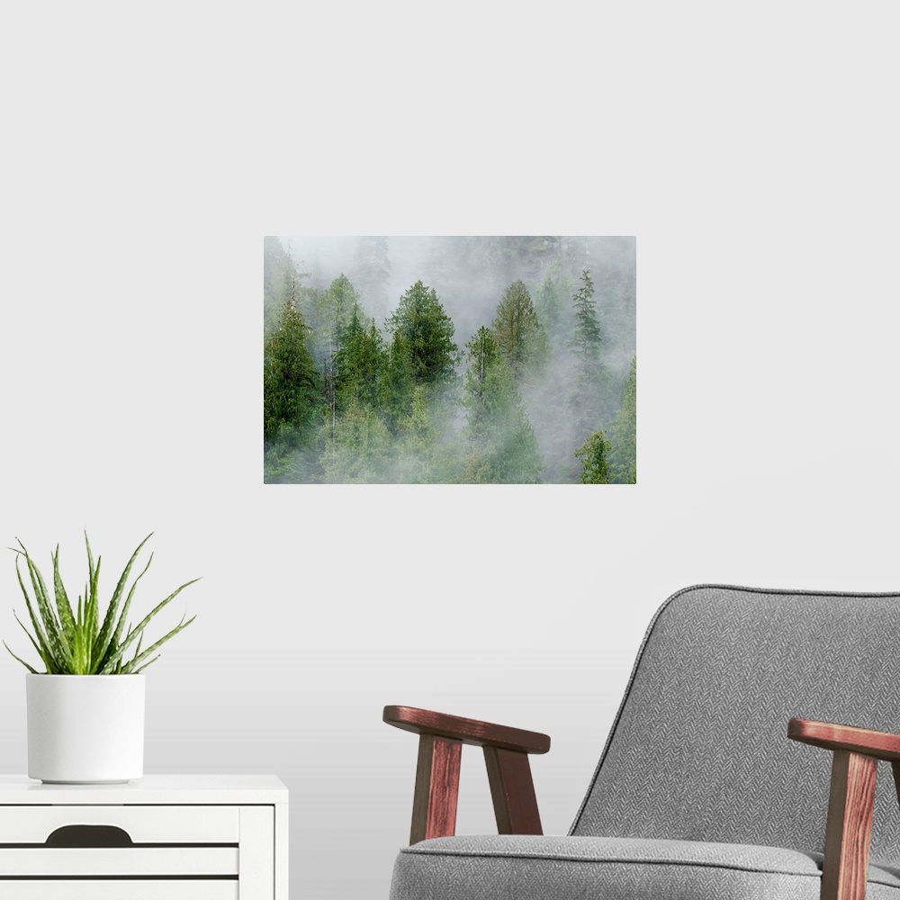 A modern room featuring Mist covered pine trees in Great Bear Rainforest, British Columbia, Canada