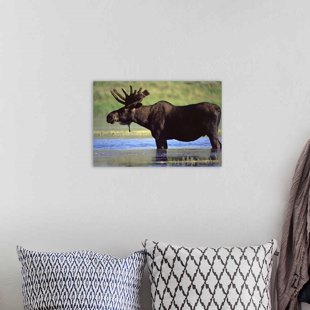 A bohemian room featuring Moose, Yellowstone National Park, Wyoming