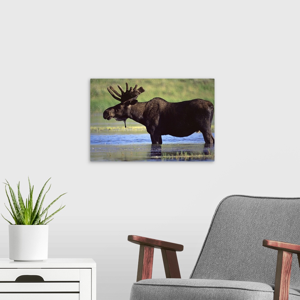 A modern room featuring Moose, Yellowstone National Park, Wyoming