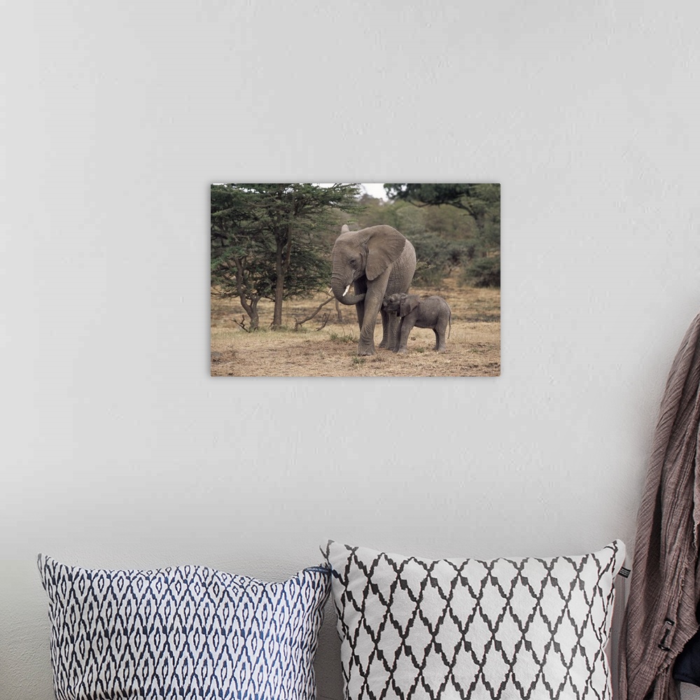 A bohemian room featuring Mother and baby African elephant, Kenya, East Africa, Africa