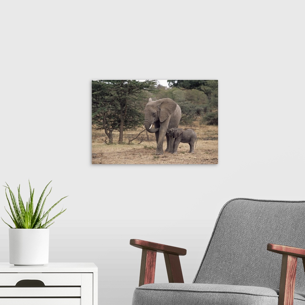 A modern room featuring Mother and baby African elephant, Kenya, East Africa, Africa