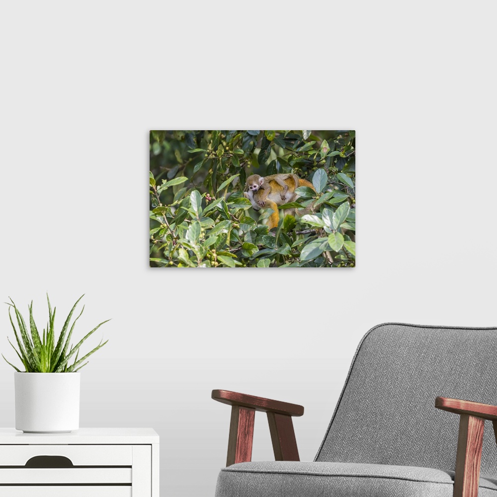A modern room featuring Mother common squirrel monkey (Saimiri sciureus) with infant in the trees on the Nauta Cao, Loret...