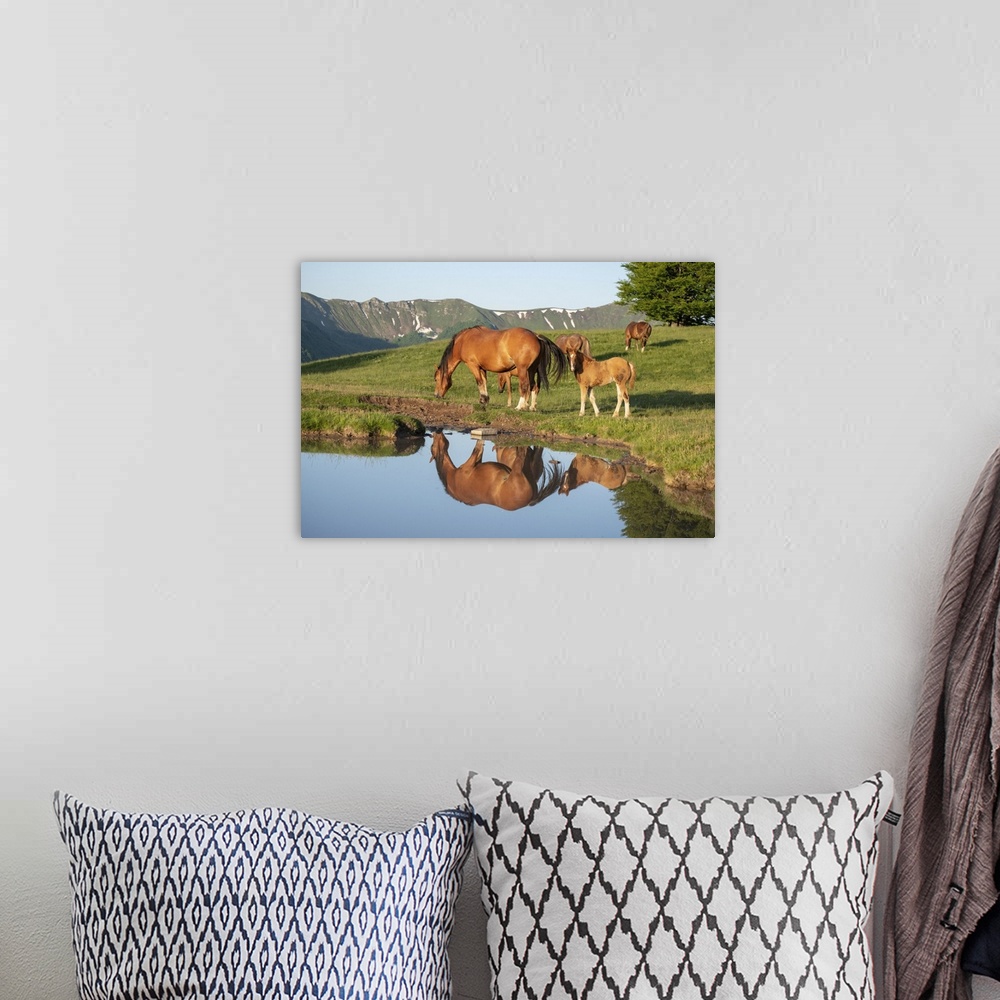 A bohemian room featuring Mother horse (mare) with her foal reflected in a small lake, Emilia Romagna, Italy, Europe