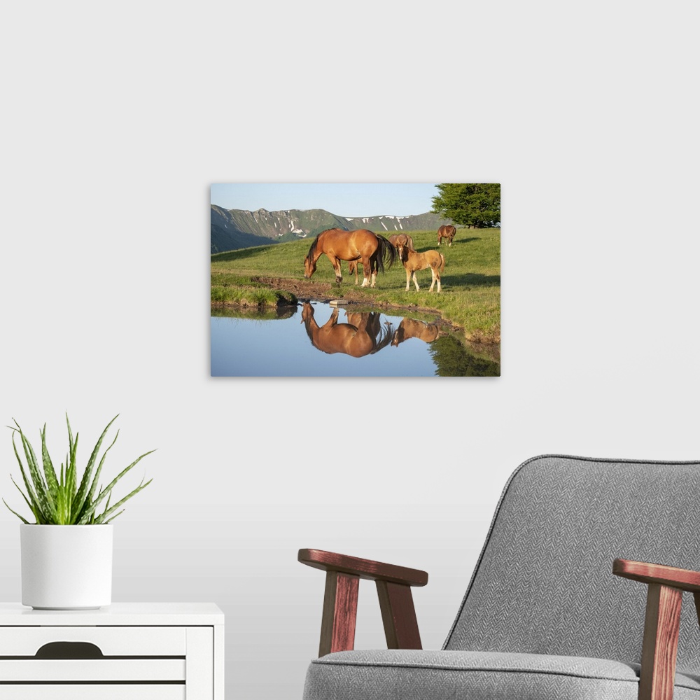 A modern room featuring Mother horse (mare) with her foal reflected in a small lake, Emilia Romagna, Italy, Europe