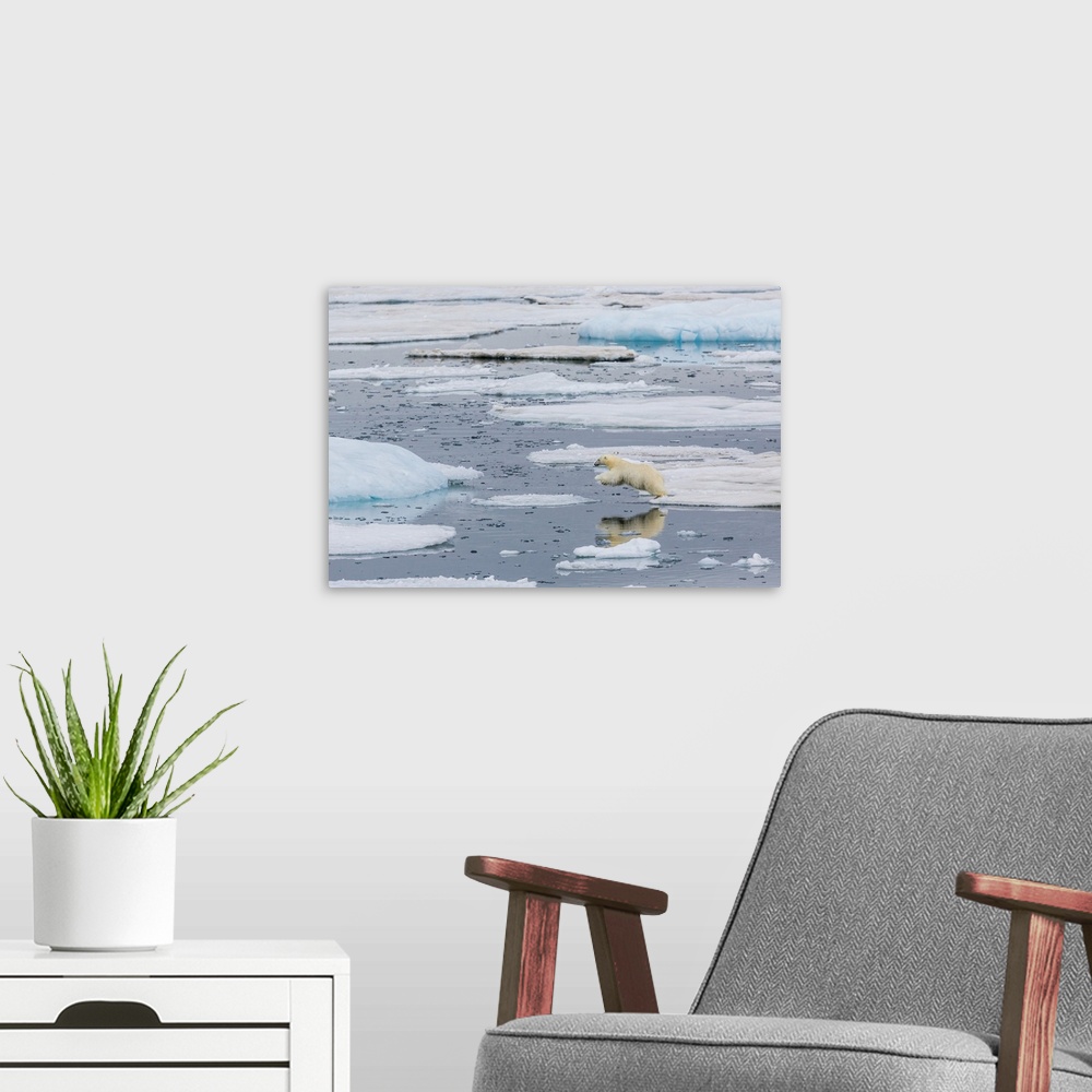 A modern room featuring Mother polar bear (Ursus maritimus) leaping from ice floe to ice floe in Olgastretet off Barentso...
