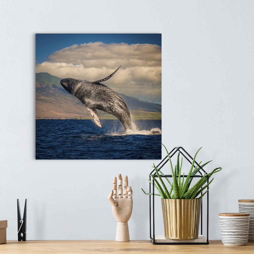 A bohemian room featuring Mother whale fully breaches the water, Maui, Hawaii, United States of America, Pacific