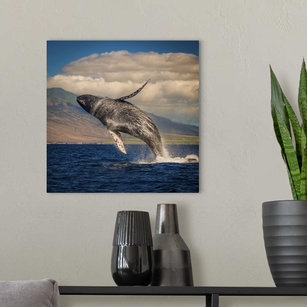 A modern room featuring Mother whale fully breaches the water, Maui, Hawaii, United States of America, Pacific