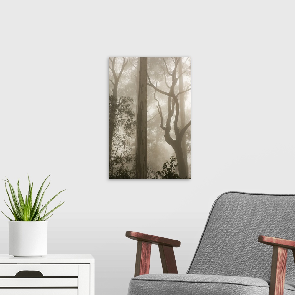 A modern room featuring Mountain ash forest and morning fog, Mount Macedon, Victoria, Australia