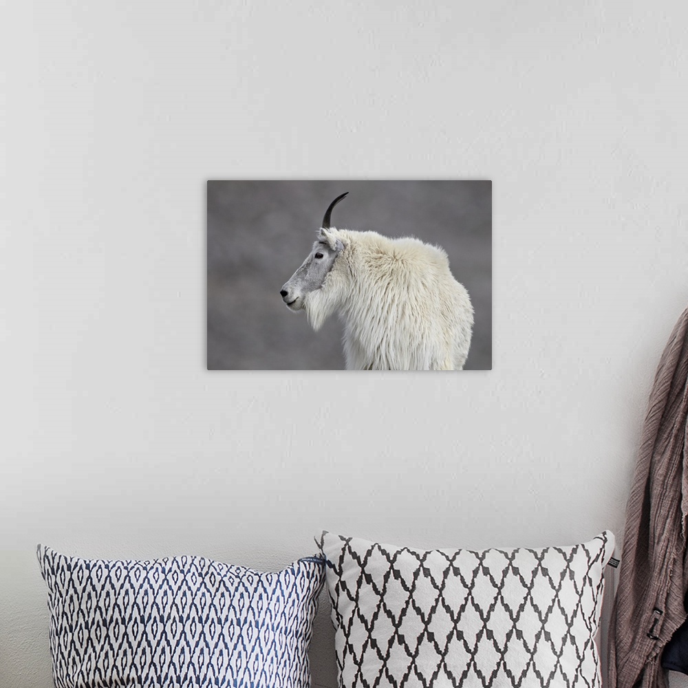 A bohemian room featuring Mountain goat, Mount Evans, Arapaho-Roosevelt National Forest, Colorado