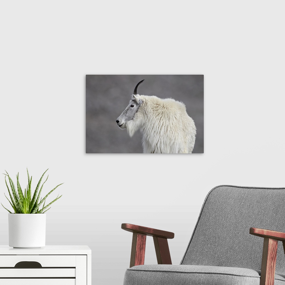 A modern room featuring Mountain goat, Mount Evans, Arapaho-Roosevelt National Forest, Colorado