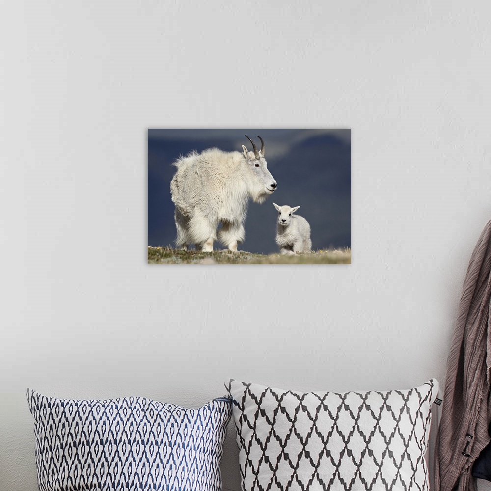 A bohemian room featuring Mountain goat nanny and kid, Mount Evans, Arapaho-Roosevelt National Forest, Colorado