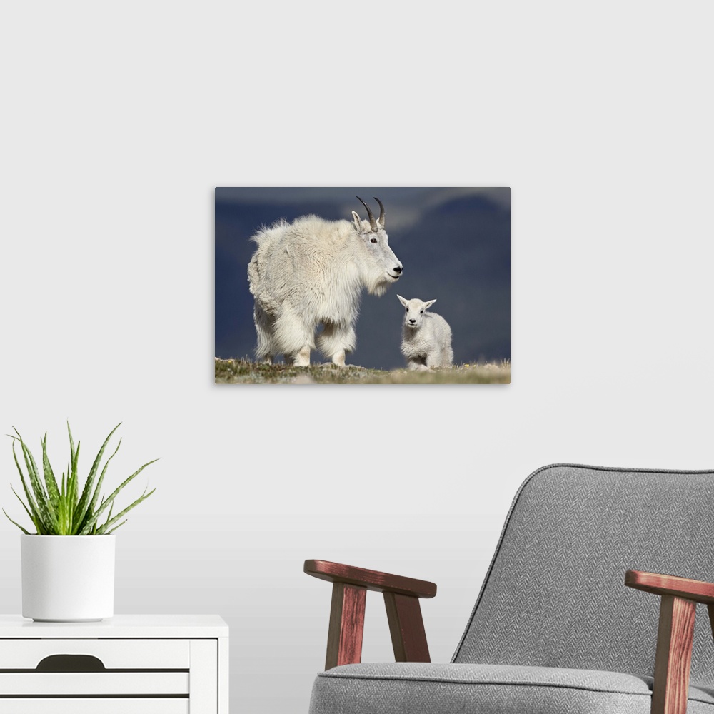 A modern room featuring Mountain goat nanny and kid, Mount Evans, Arapaho-Roosevelt National Forest, Colorado