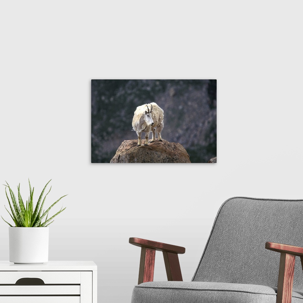 A modern room featuring Mountain goat on peak, Mt. Evans, Colorado