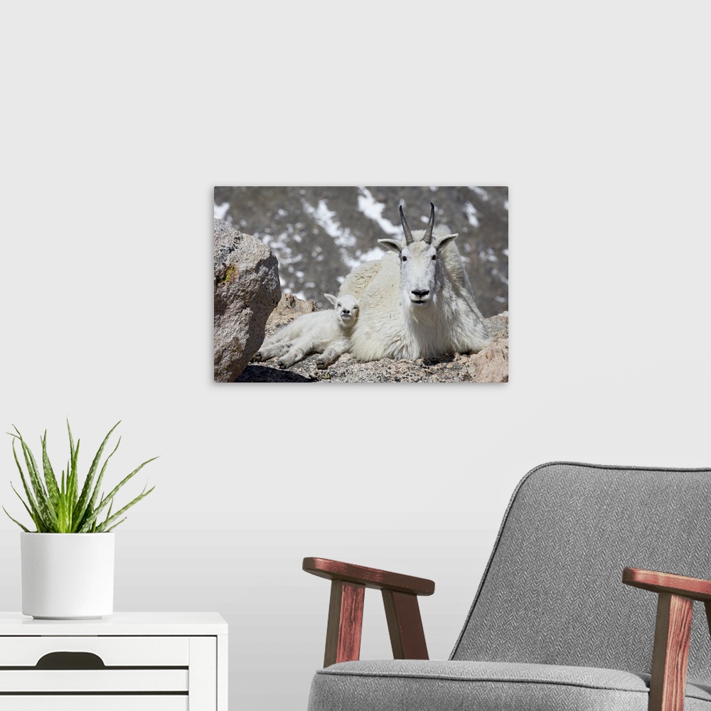 A modern room featuring Mountain goat (Oreamnos americanus) nanny and kid, Mount Evans, Colorado